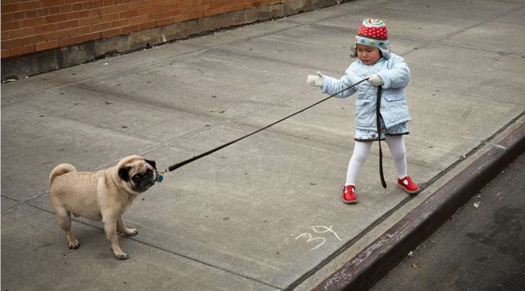 Young girl walking the dog